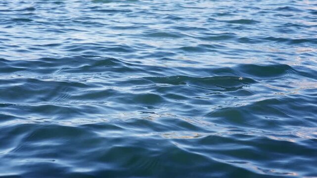 Tranquil blue ocean water surface with gentle ripples and waves creating a peaceful natural texture. Soft sunlight reflects off the calm sea creating shimmering highlights on the moving water.