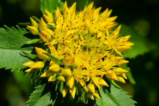 Medicinal plant Golden root, Rhodiola rosea. The fat family. Rhodiola rosea in the form of tea is used to relieve fatigue, overwork, to increase efficiency and endurance.