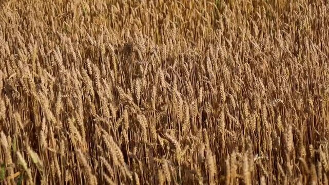 Golden wheat field waving under a light wind on a sunny day. Ripe ears of grain create a picturesque natural texture. Perfect footage for themes of agriculture, nature, bread, harvest, summer, and agr