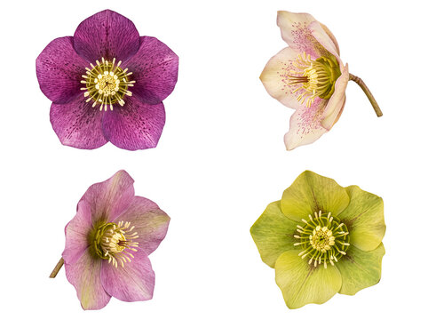 Varied collection of hellebore flowers in purple, cream-green, and light green, isolated on transparent.