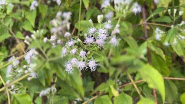 Wildflower blooming in a dense green garden meadow
