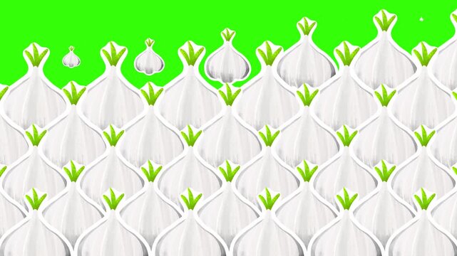 4K motion graphics transition animation of garlic on chroma key green screen background.