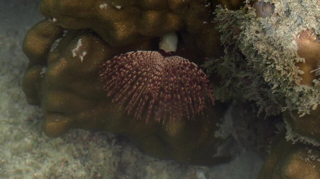 Sea Anemone Tentacles Swaying Beneath Clear Tropical Water