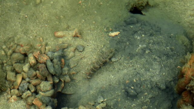 Small benthic fish resting beside sandy reef burrow