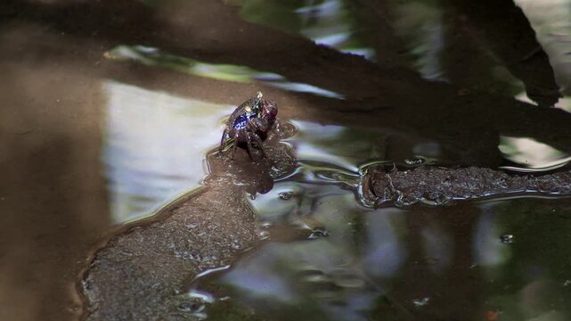 Colorful fiddler crab standing in shallow tidal pool
