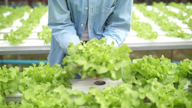 Farmer harvesting leafy greens in hydroponic greenhouse over time lapse