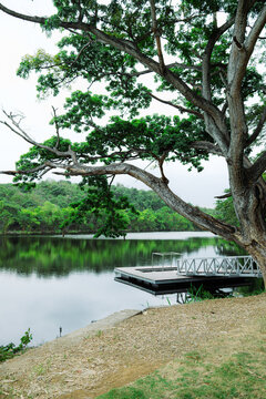 Serene landscape of a tranquil, tree-lined lake. In foreground, a majestic rain tree (Samanea saman) with a thick, textured trunk extends its wide, leafy branches over the water, and a wooden dock