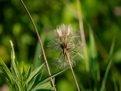 Delicate salsify goatsbeard seed head clock on a slender stem with a soft green meadow background