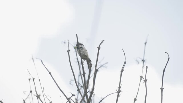 Small bird holding nesting material in its beak perching on a leafless branch and singing