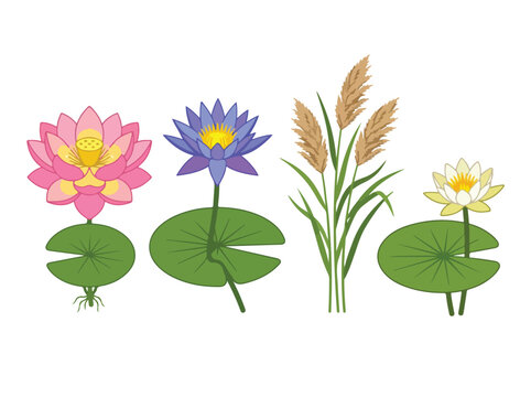 Collection of colorful water lilies and tall grass plants growing in a pond with green lily pads and vibrant flowers