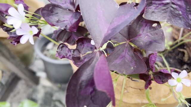 Oxalis triangularis, the tree of love , Purple shamrock is a perennial herbaceous plant with rhizomes belonging to the family Oxalidaceae. Native to South America, it is popularly grown as an ornament
