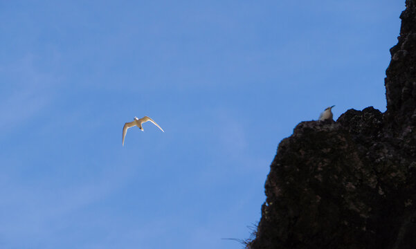 White tern flying over the blue sky at Ly Son Island, Vietnam