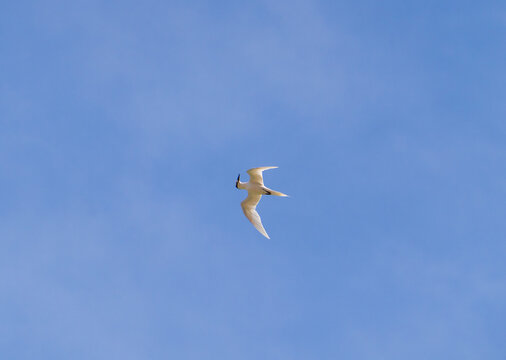 White tern flying over the blue sky at Ly Son Island, Vietnam