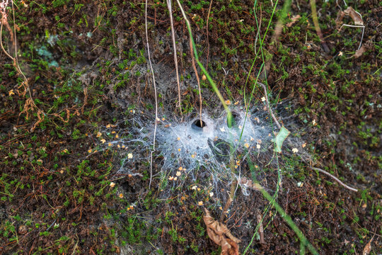 Ground spider webs. It is often funnel-shaped webs built by grass spiders and other members of the Agelenidae family. Stock Photo