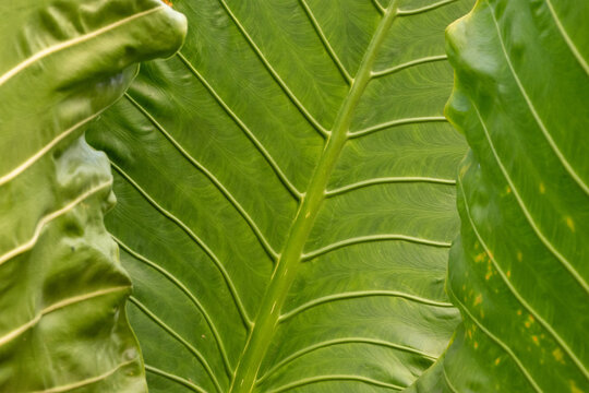 selective focus, Taro or taro plants, producing tubers, from the taro or Araceae tribe, the scientific name is Colocasia esculenta