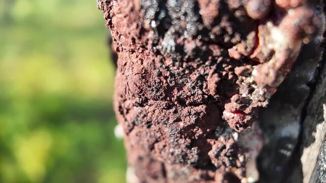 Beautiful macro video of native longleaf pine needles resting on the forest floor, perfect for conservation, documentary, and educational productions.