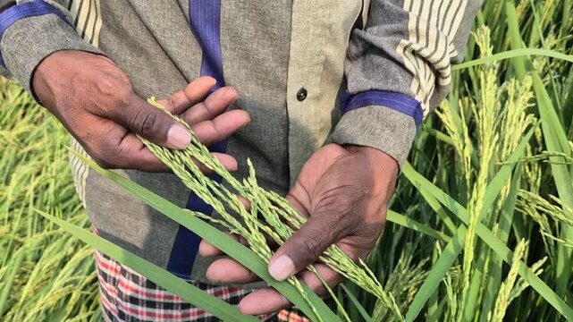 Farmer Hands Checking Rice Panicles Readiness Before Harvest Bangladesh