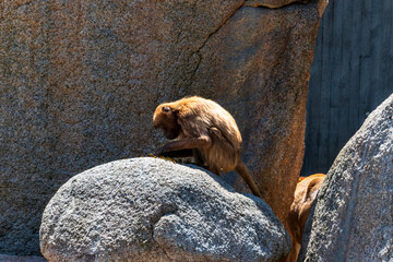 Solitary monkey on rock in zoo enclosure © Lumen&Lines