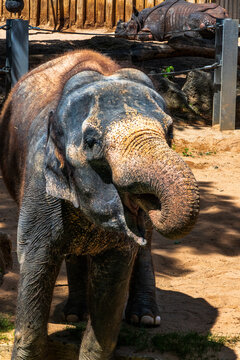 Asian elephant and rhinoceros in zoo enclosure