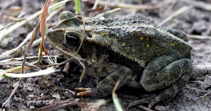 Static video of a Gulf Coast Toad Incilius valliceps. The toad is breathing heavy and video of shot from the side.