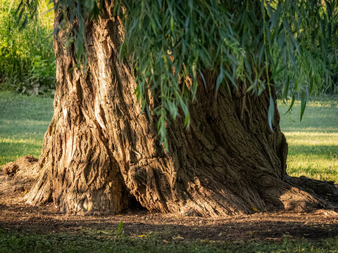 Massive gnarled weeping willow tree trunk close up with thick textured bark and low hanging green leaves