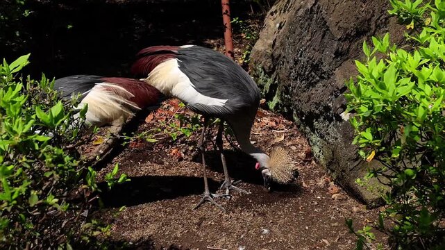 Crowned crane standing and eating in a rocky outdoor zoo enclosure in Izu, Japan, surrounded by green plants, sunlight and natural stone textures. Birdwatching.