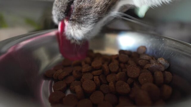 Dog eating dry kibble food from a metal bowl