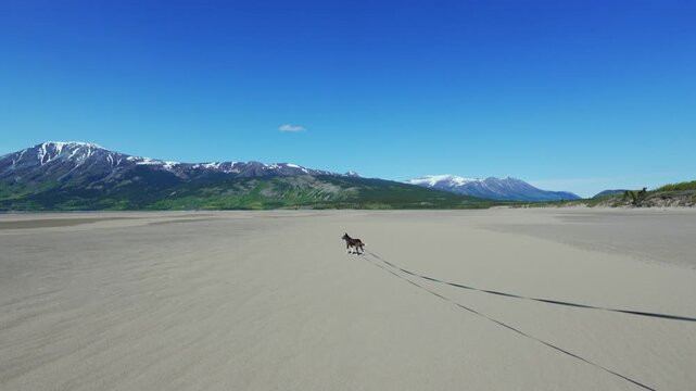 Dog running on sandy beach with mountains and blue sky in Carcross, Yukon
