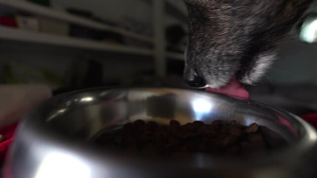 Dog eating dry kibble food from a metal bowl
