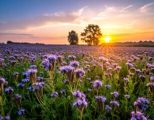 Obraz premium A vibrant sunset casts golden rays over a field of lavender flowers and lush green vegetation. Two trees silhouette on the horizon