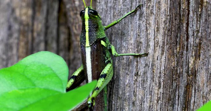 Static macro video of an Obscure Bird Grasshopper (Schistocerca obscura)