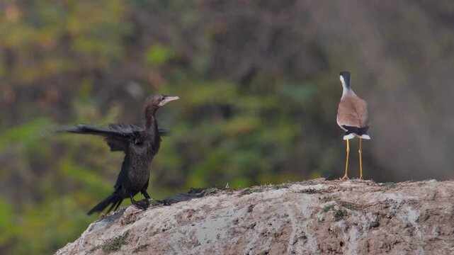 Indian cormorant and Red wattled lapwing standing on a muddy ground in natural habitat, keoladeo bird sanctuary, India.