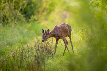 deer in the woods © Lena
