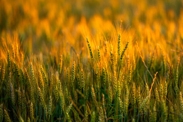 Fototapeta premium Wheat stands against sunset. Wheat ear meets sunlight. Backlit wheat forms dark silhouette. Golden wheat rises in field.