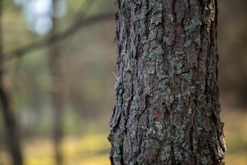 Fototapeta premium A tree trunk stands tall with detailed bark visible. Sunlight filters through leaves, creating shadows on the ground. The setting is a forest scene during the day