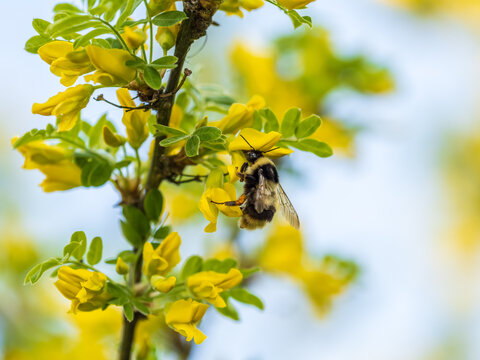 A bee collects nectar on a yellow acacia. Acacia tree branch with green leaves and yellow flowers.