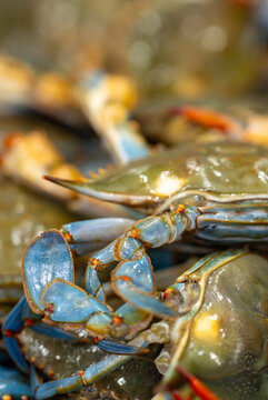 Blue crab, Fresh blue crab, Whole blue crab, Raw blue crab, Seafood market, Crabs pile.