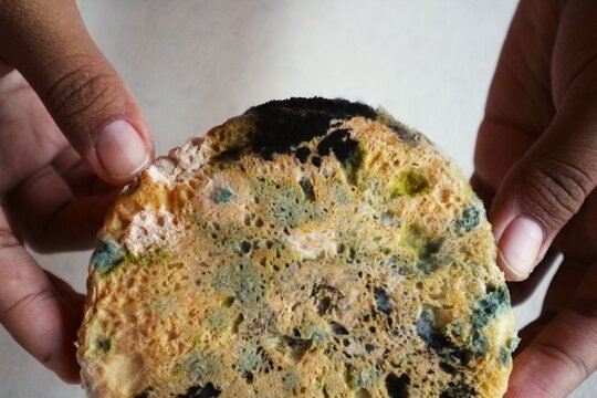 Dense fungal or mold growth is visible on the surface of the bread, with black, green, and blue patches.