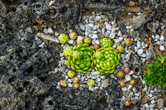 Succulents growing between rocks and small pebbles