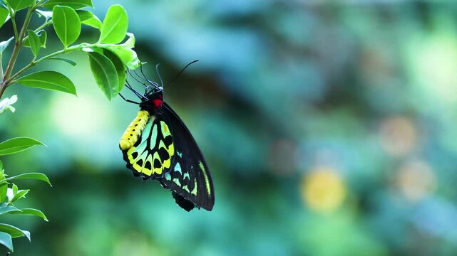 Monarch Butterfly Resting on Green Leaf in Summer Garden with Colorful Wings and Flowers, Macro Nature Wildlife Beauty Closeup