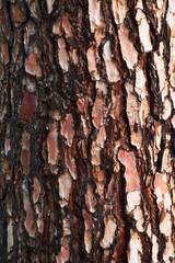 Closeup of Canary Island pine bark (Pinus canariensis) © Conrmiller