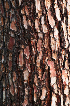 Closeup of Canary Island pine bark (Pinus canariensis)