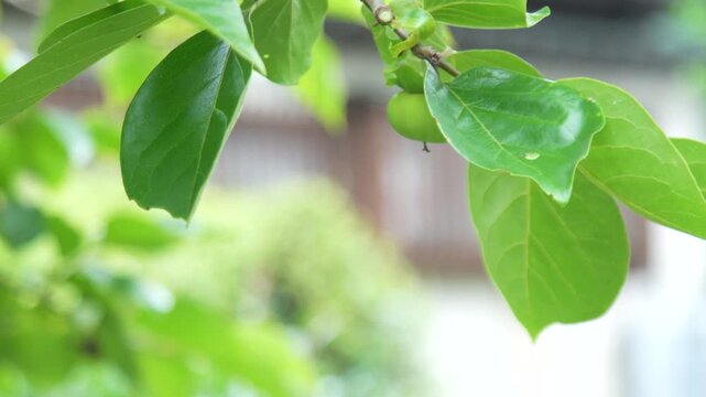 柿の木の剪定をする男性