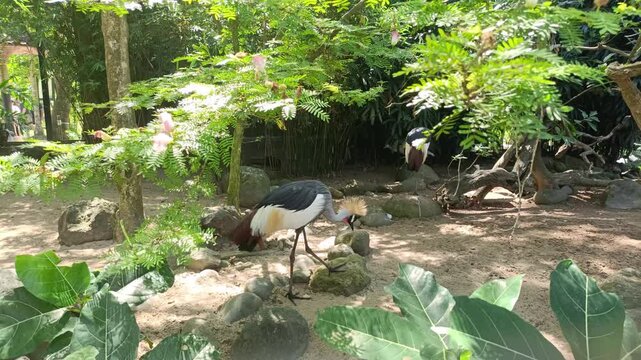Elegant grey crowned crane walking on rocky ground in a lush tropical zoo environment.