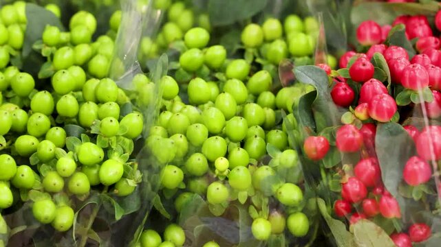 Close Up of Red and Green Hypericum Berries at Flower Market