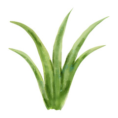 Fototapeta premium Watercolor Plant Green Grass Botanical Clipart Isolated 
