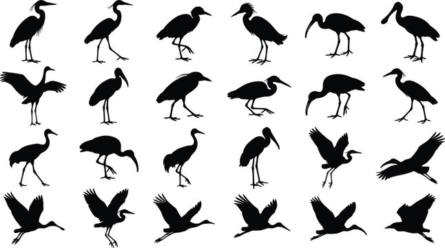 Wading bird vector silhouettes set featuring heron crane stork ibis and spoonbill silhouettes on white background
