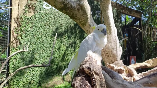A white sulphur-crested cockatoo perched on a dry tree branch in a sunny park environment.