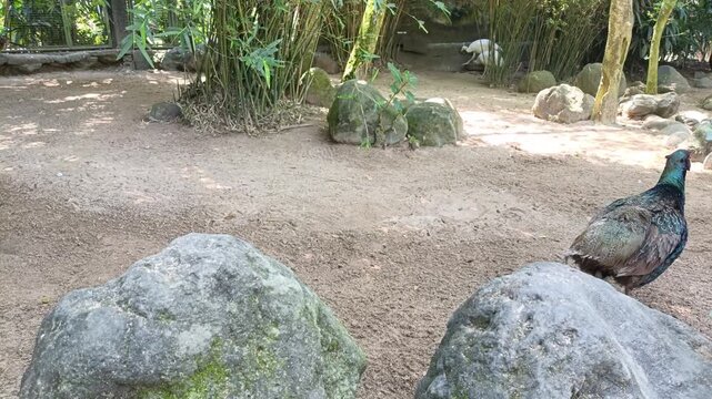 A beautiful exotic pheasant bird with colorful feathers walking behind large rocks in a tropical park enclosure.