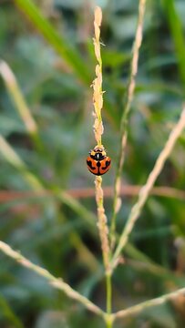 A ladybug is clinging to the grass.